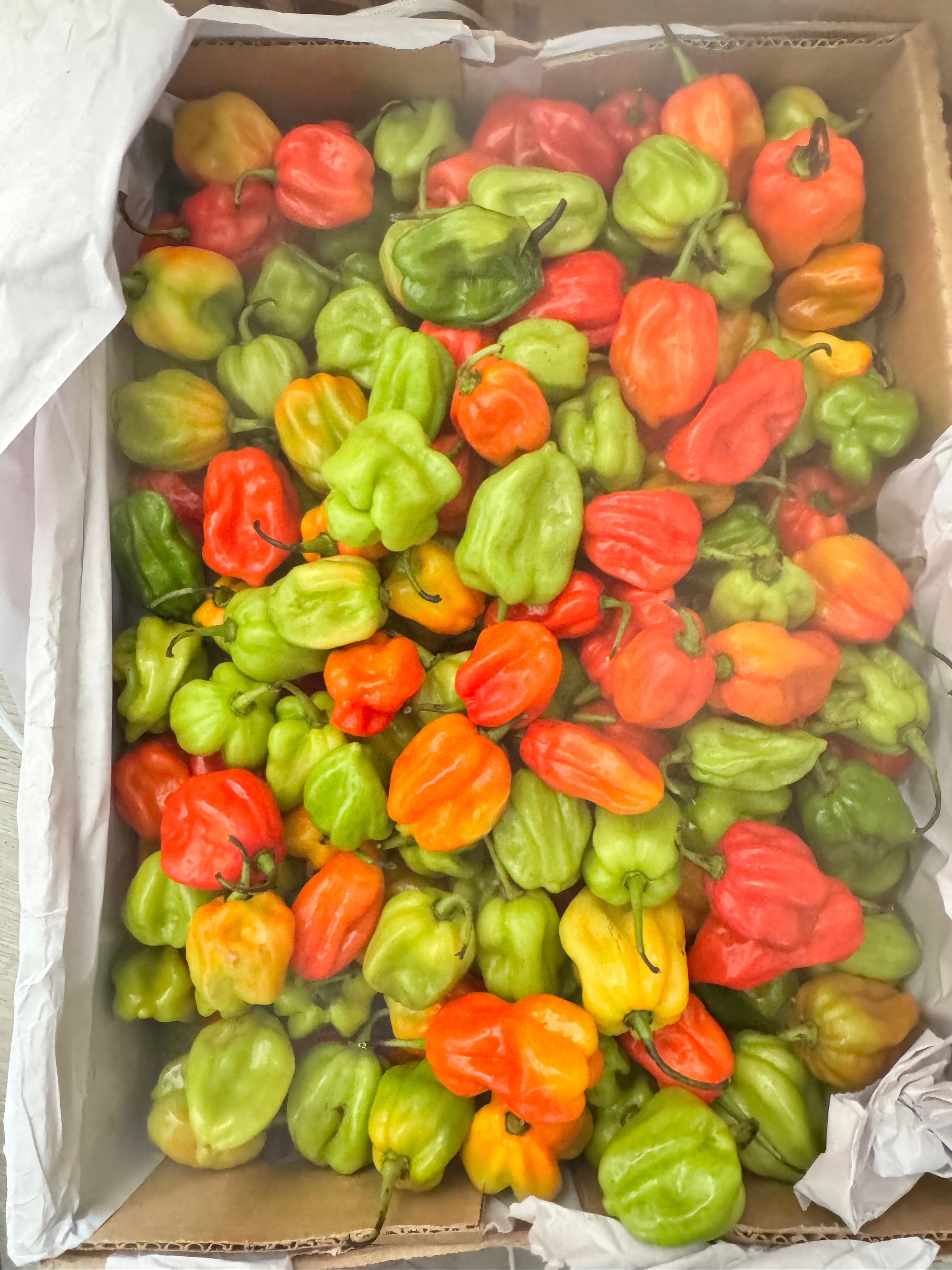 Scotch bonnet Pepper (extra hot)