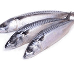 Mackerel Fish (Pack of 3)