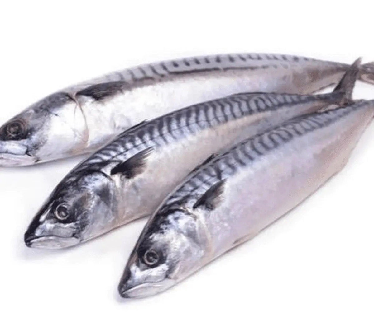 Mackerel Fish (Pack of 3)