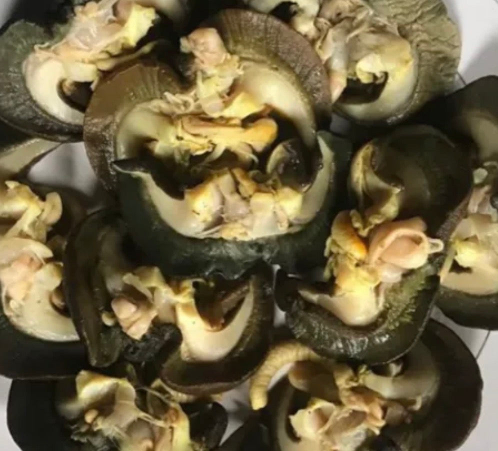 Snails